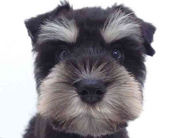 大阪府のミニチュアシュナウザー (ひごペットフレンドリーいこらもーる泉佐野店/2026年1月3日生まれ/男の子/ブラックシルバー)の子犬の1枚目の画像