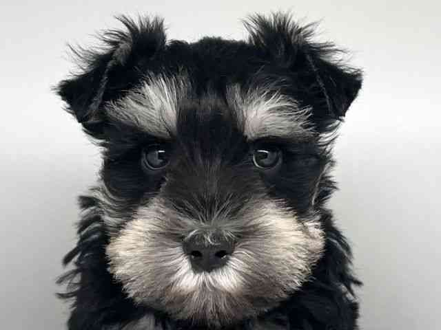 徳島県のミニチュアシュナウザー (ひごペットフレンドリーゆめタウン徳島店/2026年1月3日生まれ/男の子/ブラックシルバー)の子犬の1枚目の画像