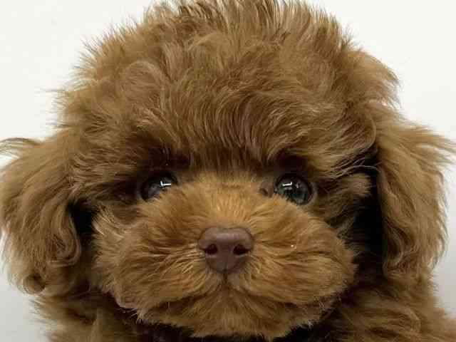 大阪府のトイプードル(トイ) (ひごペットフレンドリーららぽーとEXPOCITY店/2026年1月5日生まれ/男の子/レッドフォーン)の子犬の1枚目の画像