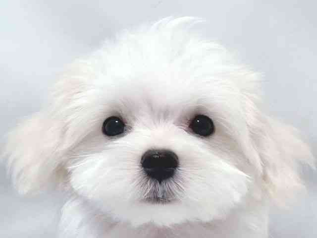 大阪府のマルチーズ (ひごペットフレンドリー堺プラットプラット店/2026年1月3日生まれ/男の子/ホワイト)の子犬の1枚目の画像