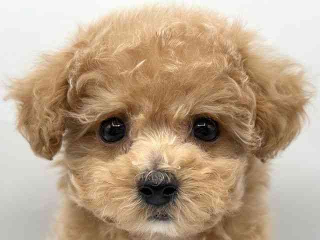 香川県のハーフ犬・ミックス犬 (ひごペットフレンドリーゆめタウン高松店/2026年1月3日生まれ/女の子/アプリコット)の子犬