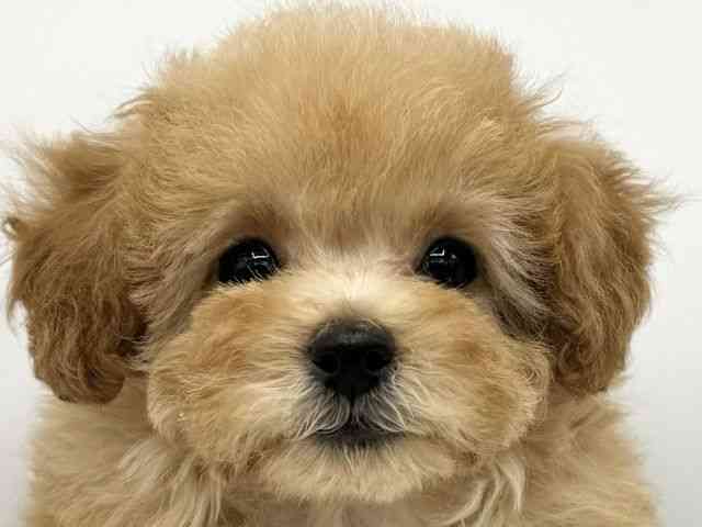 大阪府のトイプードル(トイ) (ひごペットフレンドリーららぽーとEXPOCITY店/2026年1月4日生まれ/女の子/オレンジフォーン)の子犬の1枚目の画像