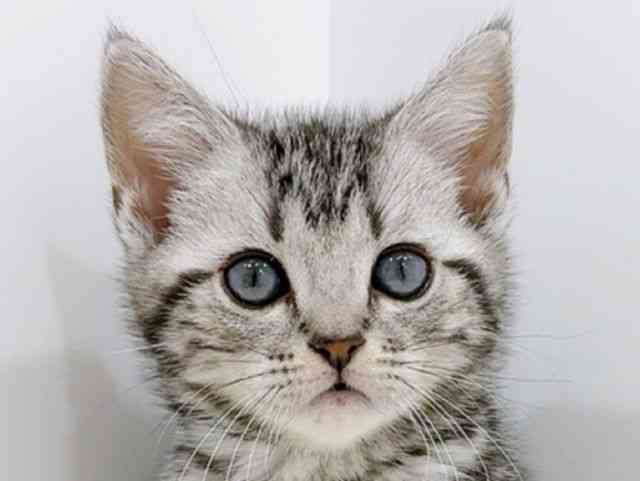 広島県のアメリカンショートヘアー (ひごペットフレンドリーフジグラン神辺店/2026年1月3日生まれ/女の子/シルバータビー)の子猫の1枚目の画像