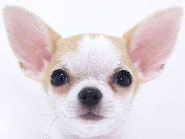 大阪府のチワワ(スムース) (ひごペットフレンドリーいこらもーる泉佐野店/2025年12月31日生まれ/男の子/ホワイトフォーン)の子犬の1枚目の画像