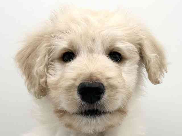 京都府のゴールデンドゥードゥル(ゴールデン×プードル) (ひごペットフレンドリーイオンモール高の原店/2026年1月3日生まれ/男の子/クリーム)の子犬