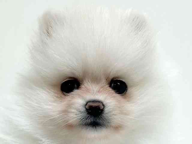 兵庫県のポメラニアン (ひごペットフレンドリーブルメールHAT神戸店/2026年1月1日生まれ/男の子/ホワイト)の子犬の1枚目の画像