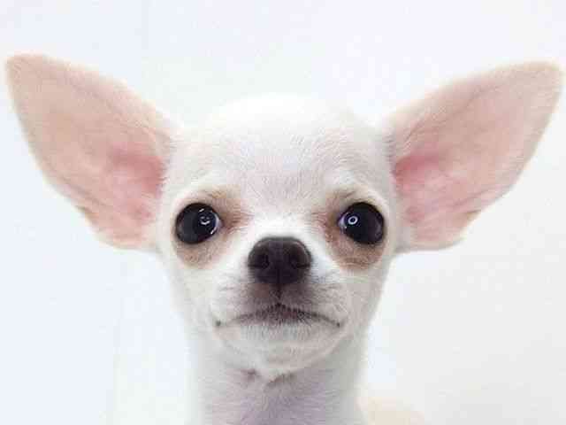 大阪府のチワワ(スムース) (ひごペットフレンドリーいこらもーる泉佐野店/2026年1月3日生まれ/女の子/クリーム)の子犬の1枚目の画像