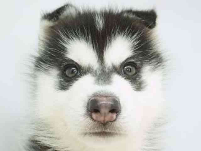 福岡県のシベリアンハスキー (ひごペットフレンドリーゆめタウン筑紫野店/2026年1月3日生まれ/女の子/ブラックホワイト)の子犬の1枚目の画像