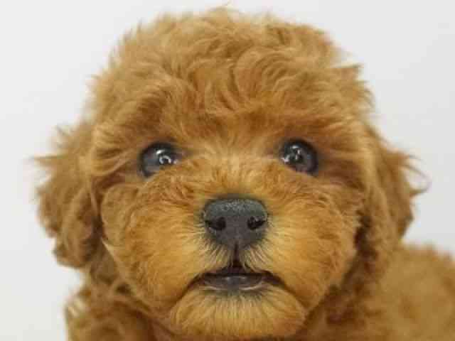 福岡県のトイプードル(トイ) (ひごペットフレンドリーゆめタウン筑紫野店/2026年1月5日生まれ/女の子/レッド)の子犬の1枚目の画像