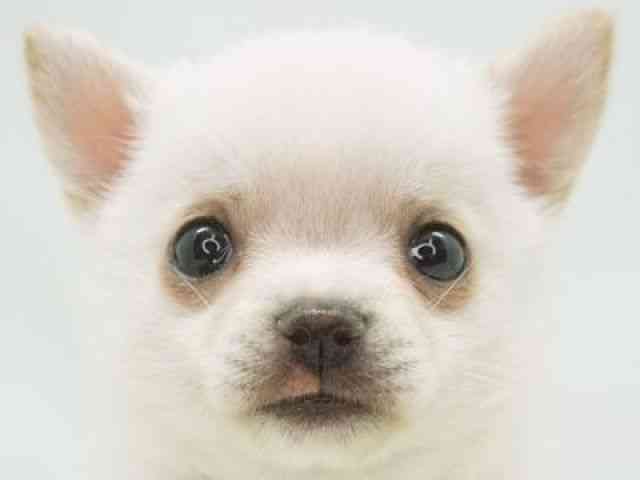 福岡県のポメチワ/チワポメ/ポメチー(ポメラニアン×チワワ) (ひごペットフレンドリーゆめタウン筑紫野店/2026年1月1日生まれ/女の子/ホワイト)の子犬の1枚目の画像