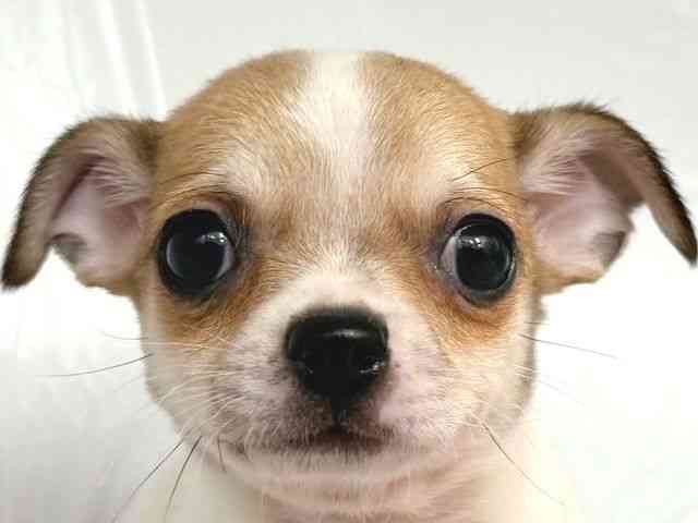 大阪府のチワワ(スムース) (ひごペットフレンドリー岸和田店/2026年1月4日生まれ/男の子/ホワイトフォーン)の子犬