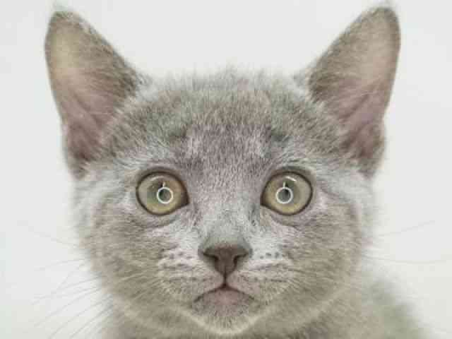 福岡県のロシアンブルー (ひごペットフレンドリーゆめタウン筑紫野店/2026年1月3日生まれ/女の子/ブルー)の子猫の1枚目の画像