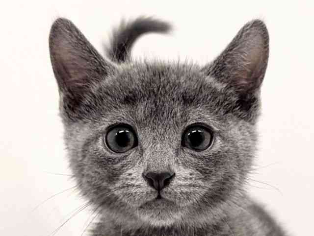 福岡県のロシアンブルー (ひごペットフレンドリーリバーウォーク北九州店/2026年1月3日生まれ/男の子/ブルー)の子猫の1枚目の画像