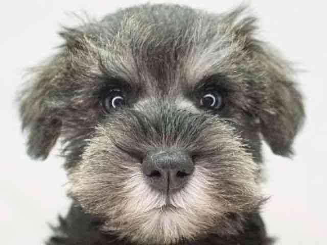 福岡県のミニチュアシュナウザー (ひごペットフレンドリーゆめタウン筑紫野店/2026年1月4日生まれ/女の子/ソルトペッパー)の子犬の1枚目の画像