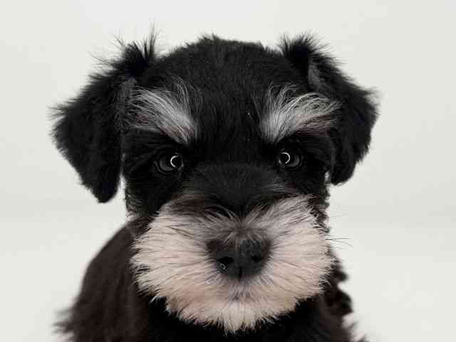 兵庫県のミニチュアシュナウザー (ひごペットフレンドリーイトーヨーカドー明石店/2026年1月4日生まれ/女の子/ブラックシルバー)の子犬の1枚目の画像