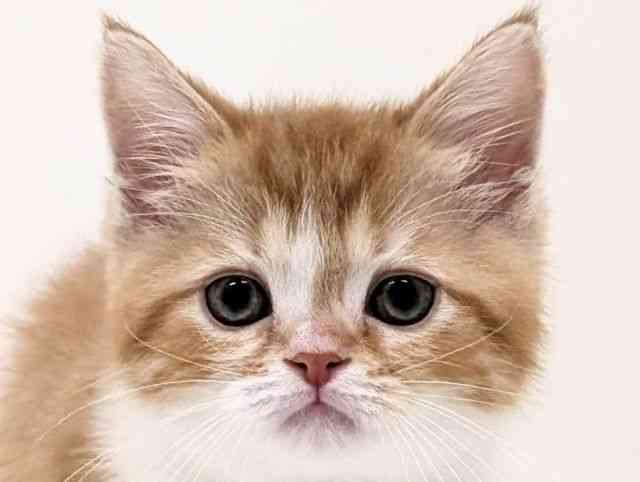 福岡県のスコティッシュフォールド (ひごペットフレンドリーリバーウォーク北九州店/2026年1月3日生まれ/男の子/レッドタビーホワイト)の子猫の1枚目の画像