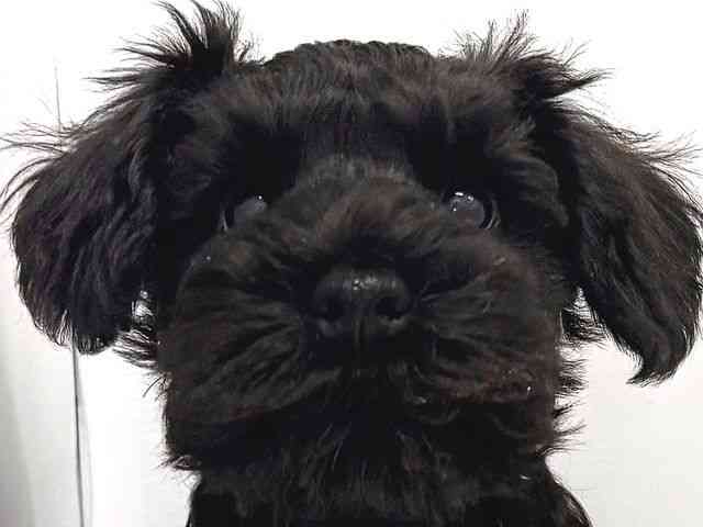 奈良県のミニチュアシュナウザー (ひごペットフレンドリー奈良パワーシティ店/2026年1月4日生まれ/男の子/ブラック)の子犬の1枚目の画像