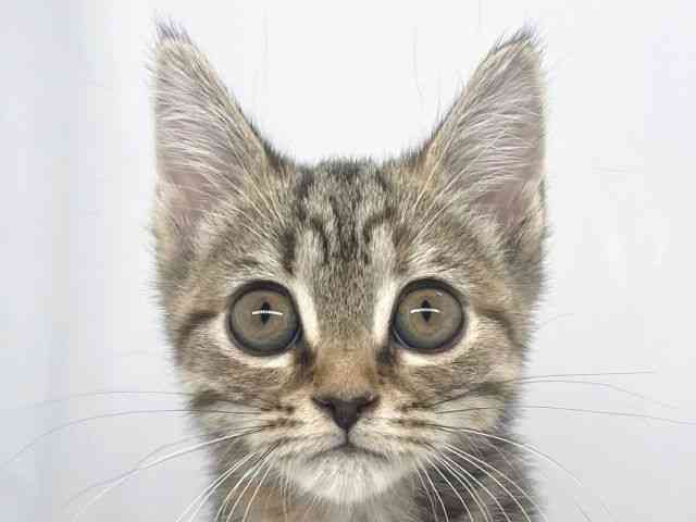 兵庫県のマンチカン (ひごペットフレンドリーイオンタウン加古川店/2026年1月5日生まれ/女の子/ブラウンタビー)の子猫の1枚目の画像