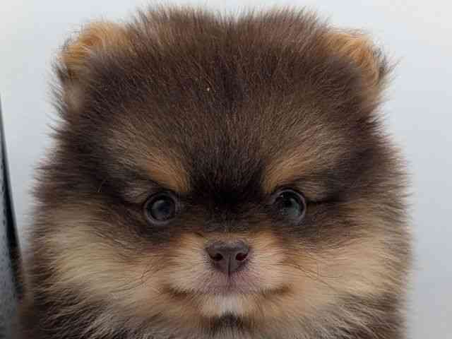 香川県のポメラニアン (ひごペットフレンドリーゆめタウン高松店/2026年1月2日生まれ/男の子/チョコレートタン)の子犬