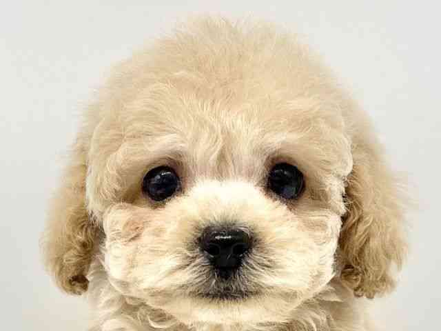 大阪府のトイプードル(トイ) (ひごペットフレンドリーイオンタウン豊中庄内店/2026年1月4日生まれ/男の子/アプリコット)の子犬の1枚目の画像