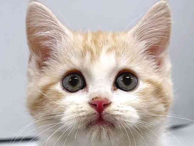 奈良県のスコティッシュフォールド (ひごペットフレンドリー奈良パワーシティ店/2026年1月6日生まれ/男の子/クリームホワイト)の子猫の1枚目の画像