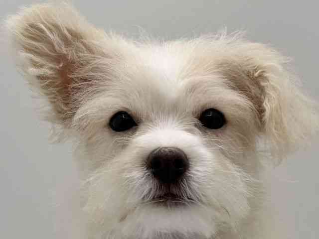 大阪府のチワマル/マルチワ(チワワ×マルチーズ) (ひごペットフレンドリーみのおキューズモール店/2026年1月5日生まれ/女の子/ホワイト)の子犬の1枚目の画像