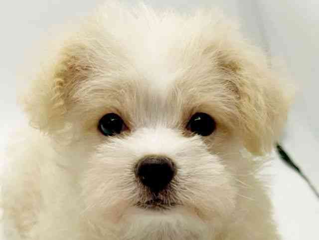 大阪府のチワマル/マルチワ(チワワ×マルチーズ) (ひごペットフレンドリーみのおキューズモール店/2026年1月5日生まれ/女の子/ホワイト)の子犬の1枚目の画像