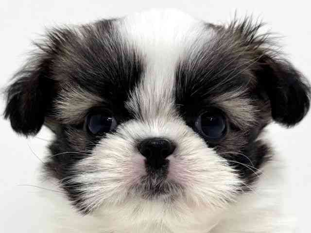 大阪府のチワズー/チワシーズ(チワワ×シーズー) (ひごペットフレンドリーくずはモール店/2026年1月5日生まれ/男の子/ホワイトブラウン)の子犬の1枚目の画像