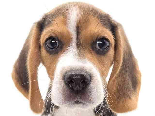 大阪府のビーグル (ひごペットフレンドリーイオンそよら海老江店/2026年1月5日生まれ/男の子/ブラックタンホワイト)の子犬の1枚目の画像