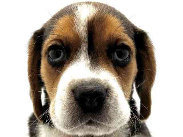 大阪府のビーグル (ひごペットフレンドリーイオンそよら海老江店/2026年1月5日生まれ/男の子/ブラックタンホワイト)の子犬の1枚目の画像