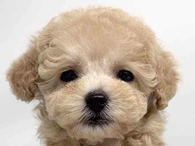 京都府のトイプードル(トイ) (ひごペットフレンドリー洛北阪急スクエア店/2026年1月4日生まれ/女の子/アプリコット)の子犬の1枚目の画像