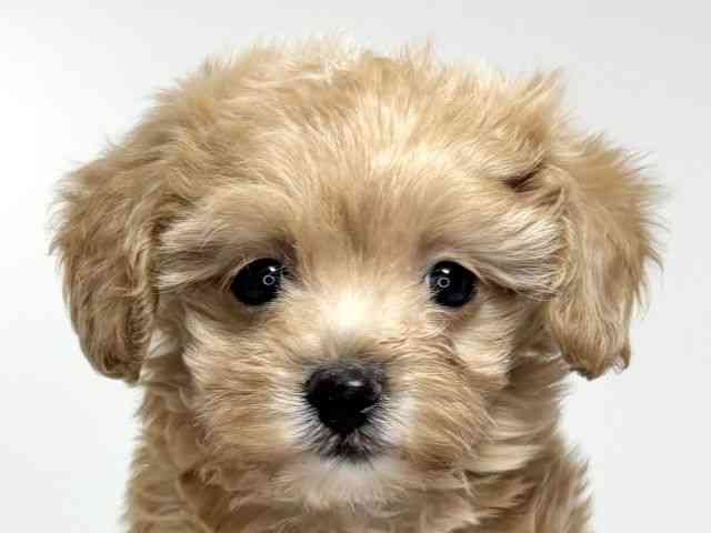 兵庫県のマルプー(マルチーズ×プードル) (ひごペットフレンドリーイトーヨーカドー明石店/2026年1月1日生まれ/女の子/アプリコット)の子犬の1枚目の画像