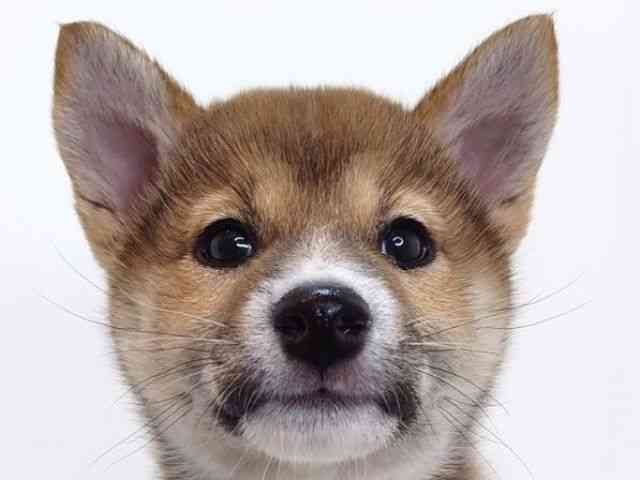 大阪府の柴犬(標準サイズ) (ひごペットフレンドリーいこらもーる泉佐野店/2026年1月7日生まれ/女の子/赤)の子犬の1枚目の画像