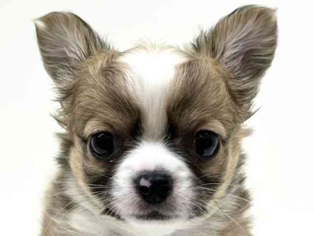 兵庫県のチワワ(ロング) (ひごペットフレンドリーブルメールHAT神戸店/2026年1月7日生まれ/男の子/レッドホワイト)の子犬の1枚目の画像