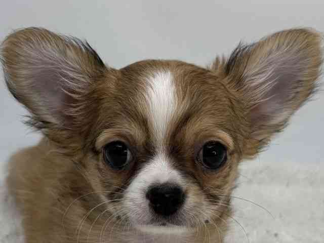 島根県のチワワ(ロング) (ひごペットフレンドリーイオンモール出雲店/2026年1月7日生まれ/女の子/レッドホワイト)の子犬の1枚目の画像