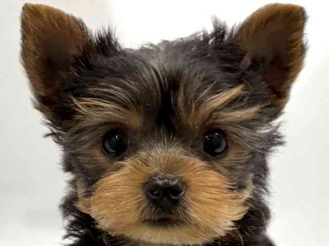 京都府のヨークシャーテリア (ひごペットフレンドリー京都店/2026年1月5日生まれ/男の子/スチールブルータン)の子犬の1枚目の画像