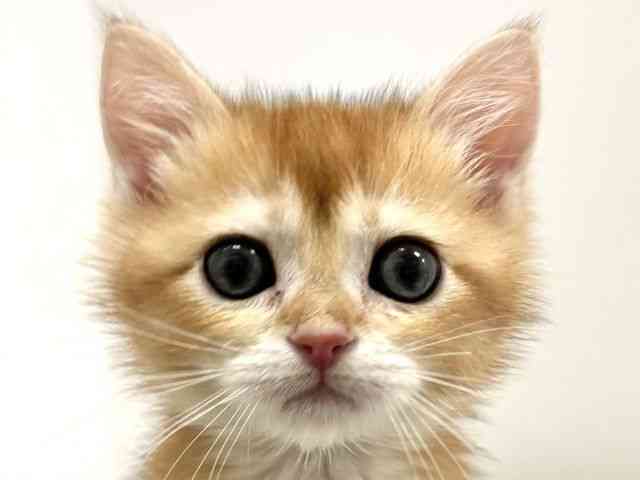 兵庫県のブリティッシュショートヘアー (ひごペットフレンドリーイトーヨーカドー明石店/2026年1月1日生まれ/男の子/チンチラゴールデン)の子猫の1枚目の画像