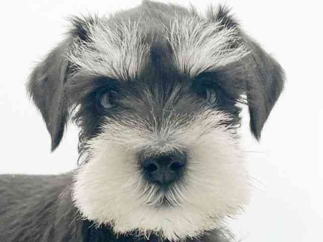 兵庫県のミニチュアシュナウザー (ひごペットフレンドリーコロワ甲子園店/2026年1月7日生まれ/女の子/ブラックシルバー)の子犬の1枚目の画像