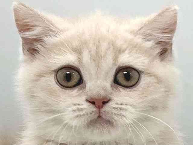 京都府のブリティッシュショートヘアー (ひごペットフレンドリー京都店/2026年1月7日生まれ/女の子/クリーム)の子猫の1枚目の画像