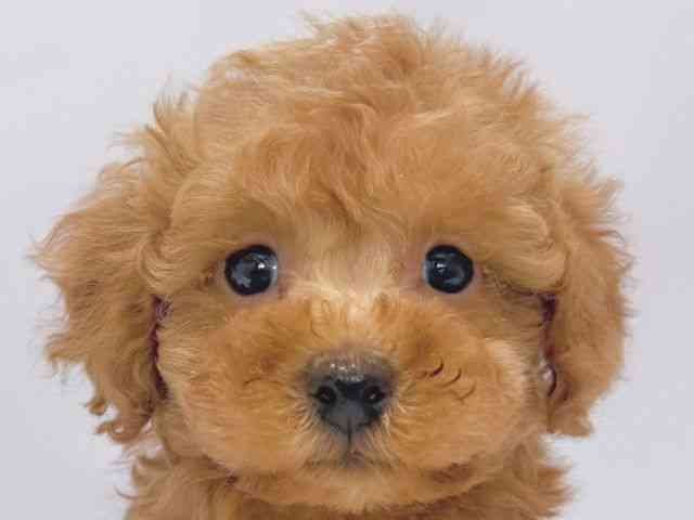 大阪府のトイプードル(トイ) (ひごペットフレンドリーイズミヤショッピングセンター千里丘店/2026年1月2日生まれ/男の子/レッド)の子犬