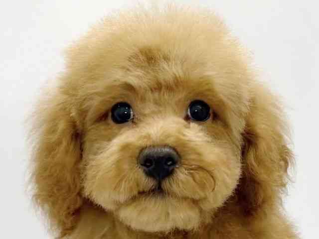 大阪府のトイプードル(トイ) (ひごペットフレンドリーイズミヤショッピングセンター千里丘店/2026年1月2日生まれ/男の子/レッド)の子犬の1枚目の画像