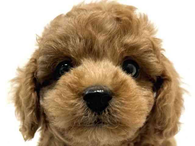 大阪府のトイプードル(トイ) (ひごペットフレンドリーイオン高槻店/2026年1月3日生まれ/男の子/レッド)の子犬の1枚目の画像