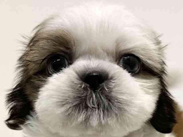 大阪府のシーズー (ひごペットフレンドリーイオン高槻店/2026年1月4日生まれ/男の子/ゴールドホワイト)の子犬の1枚目の画像