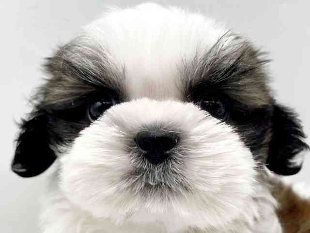 奈良県のシーズー (ひごペットフレンドリートナリエ大和高田店/2026年1月4日生まれ/男の子/ゴールドホワイト)の子犬の1枚目の画像