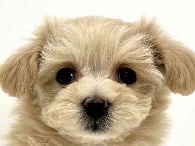 大阪府のマルプー(マルチーズ×プードル) (ひごペットフレンドリーくずはモール店/2026年1月4日生まれ/女の子/クリーム)の子犬の1枚目の画像