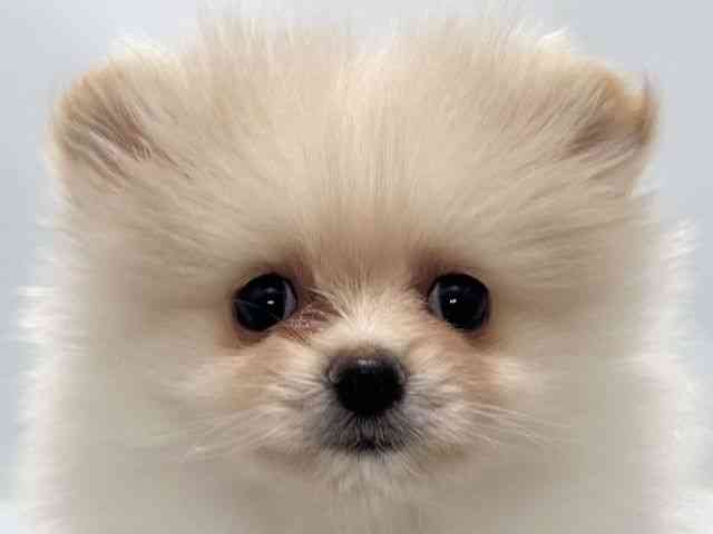 大阪府のポメラニアン (ひごペットフレンドリーイズミヤショッピングセンター千里丘店/2026年1月3日生まれ/女の子/クリーム)の子犬の1枚目の画像