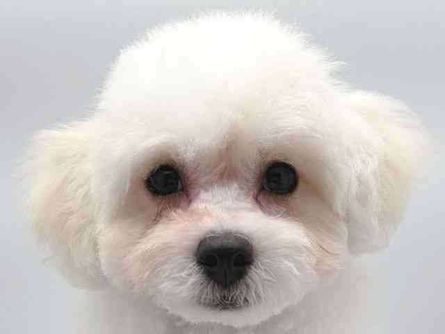 奈良県のビションフリーゼ (ひごペットフレンドリー田原本店/2025年12月20日生まれ/男の子/ホワイト)の子犬の1枚目の画像