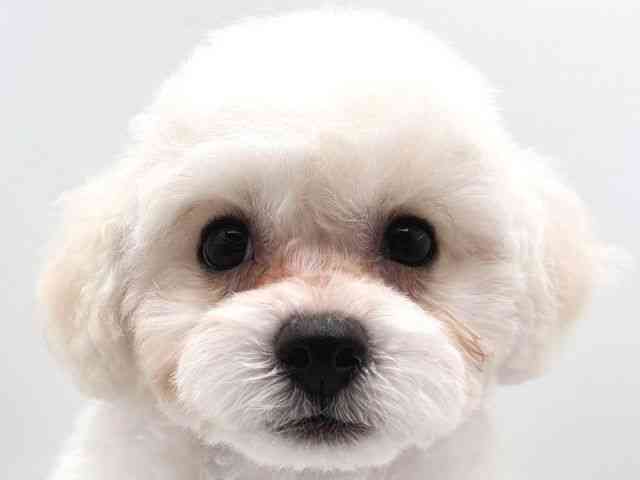 奈良県のビションフリーゼ (ひごペットフレンドリー田原本店/2025年12月20日生まれ/男の子/ホワイト)の子犬の1枚目の画像