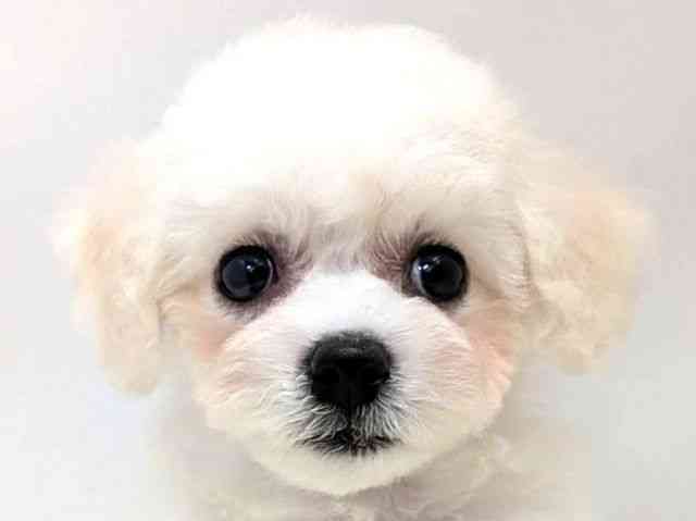 広島県のビションフリーゼ (ひごペットフレンドリーゆめタウン廿日市店/2025年12月26日生まれ/女の子/ホワイト)の子犬の1枚目の画像