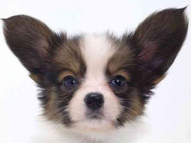 大阪府のパピヨン (ひごペットフレンドリーいこらもーる泉佐野店/2026年1月8日生まれ/男の子/ホワイトブラウン)の子犬の1枚目の画像